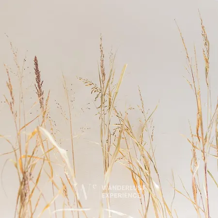 Apartment Wanderlust Experience Il Giglio Di Mare